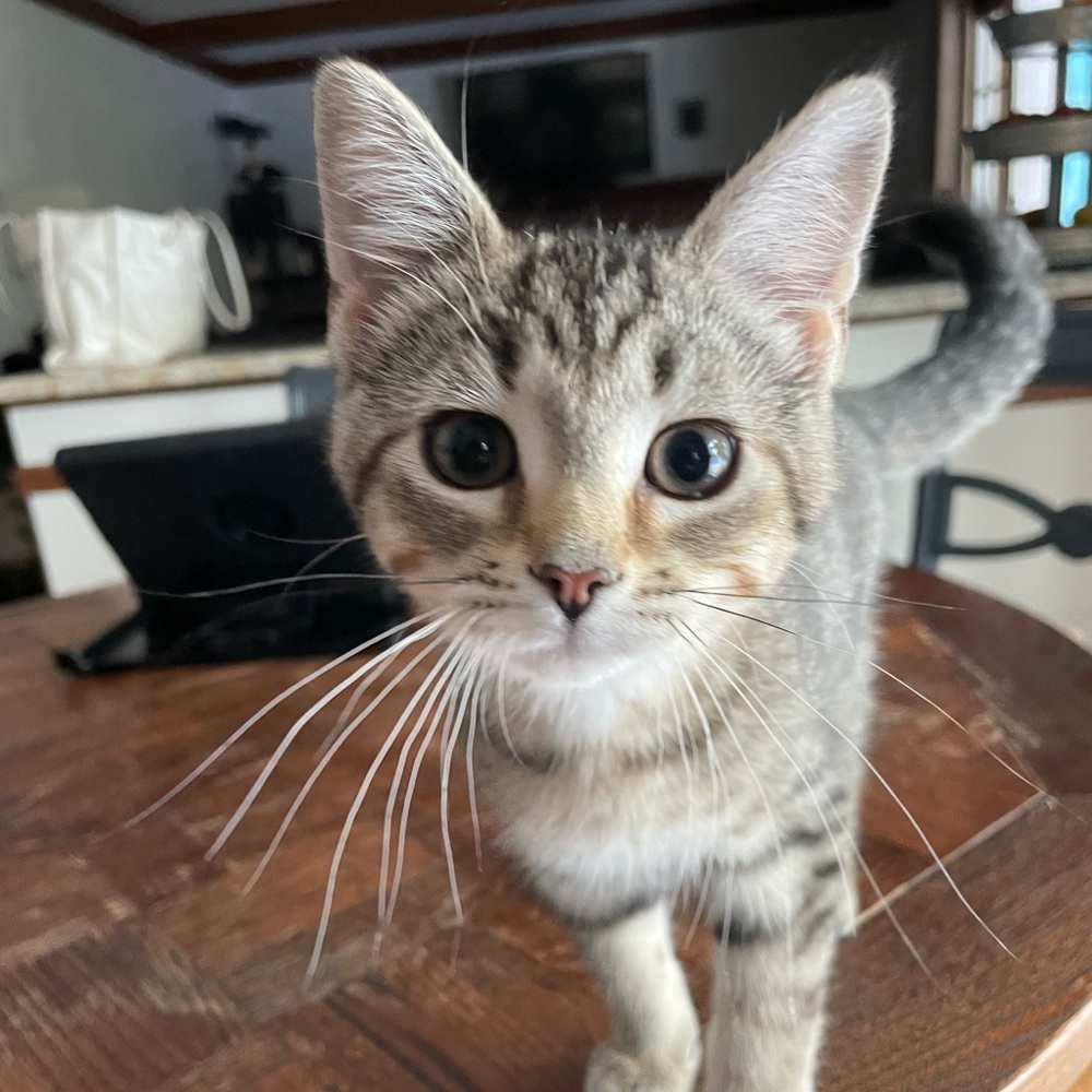 Meet your Posher, Emma